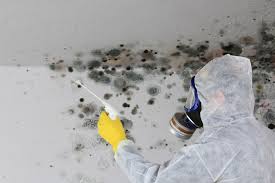 Reliable Bayard, NE Mold Removal Solutions